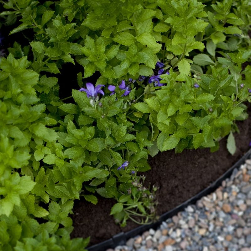 Maitokello Campanula lactiflora