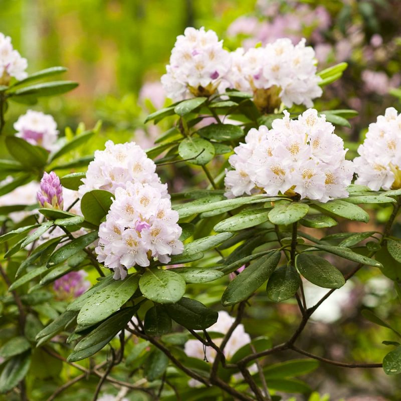 Marjatanalppiruusut Rhododendron Tigerstedtii