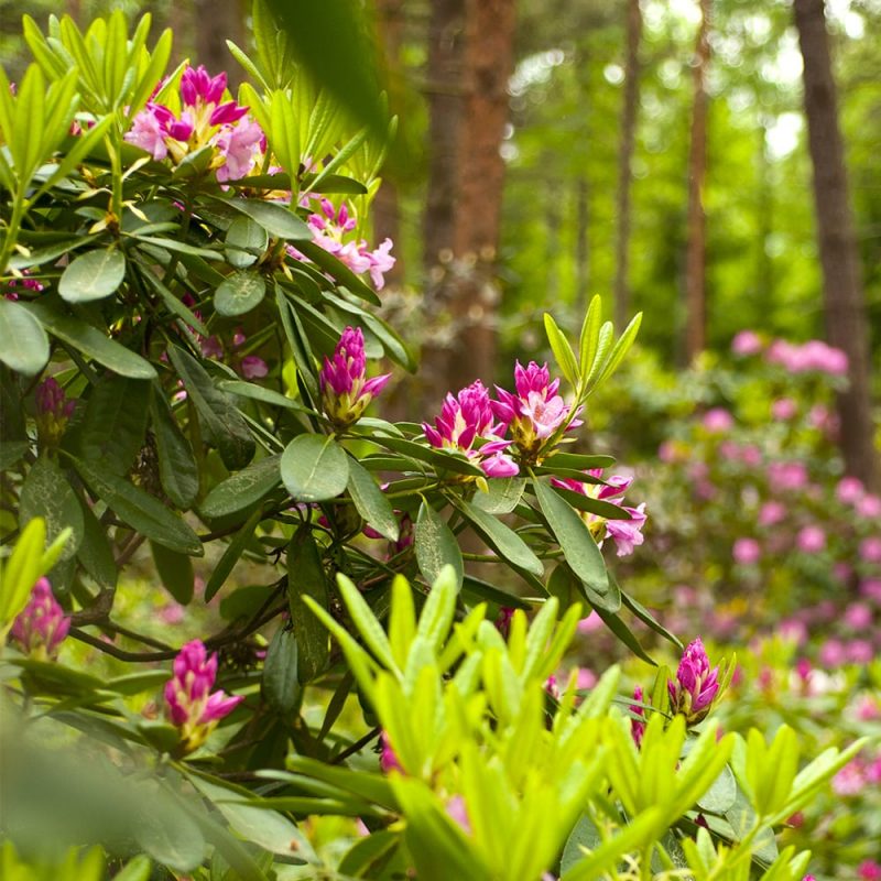 Marjatanalppiruusut Rhododendron Tigerstedtii ryhmä