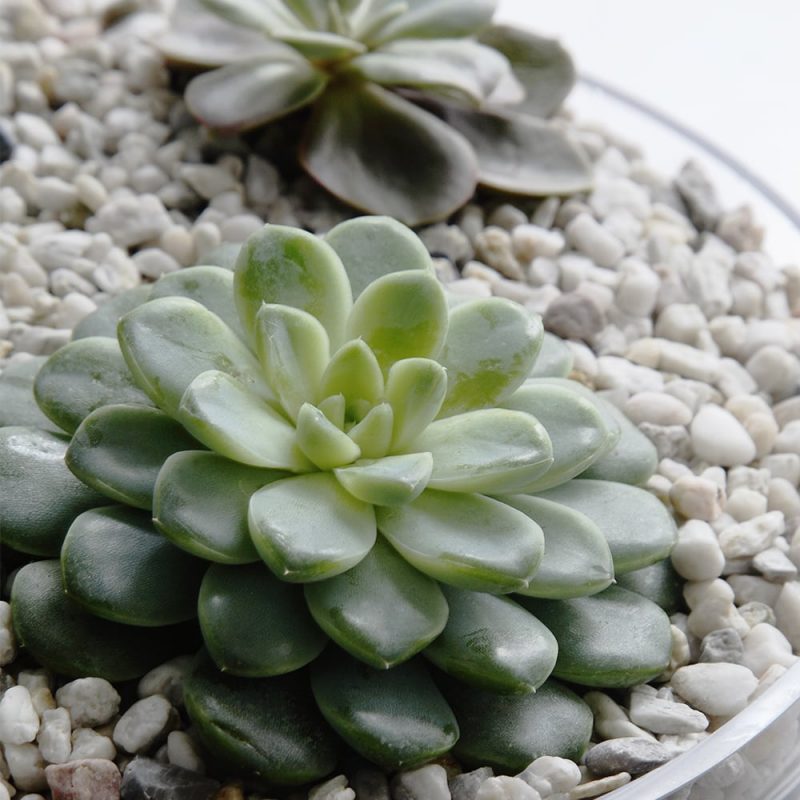 Mehiruusuke Echeveria