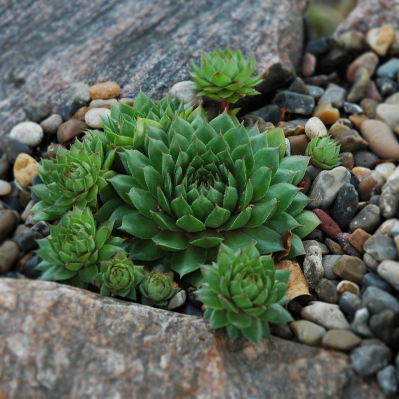 Mehitähdet Sempervivum