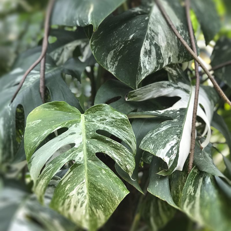 Monstera deliciosa 'Variegata' Kekkilä kasvikirjasto