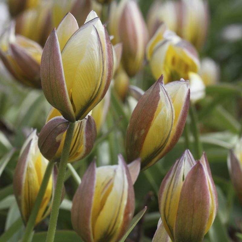 Parvitulppaani Tulipa-tarda