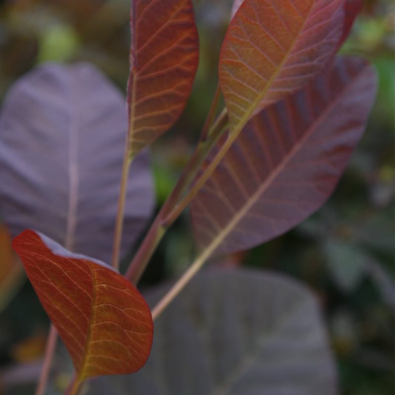 Peruukkipensas Cotinus coccygria