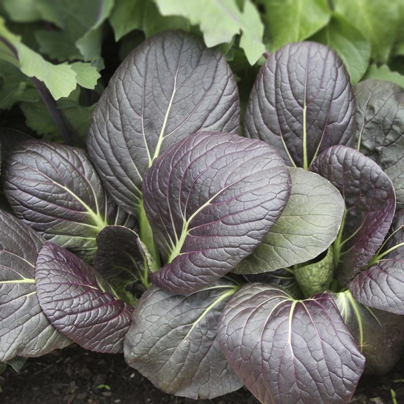Pinaattikiinankaali Brassica rapa Chinensis-ryhmä