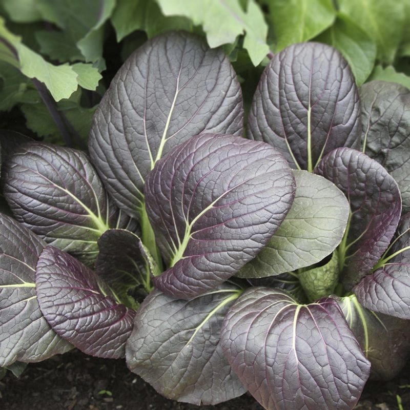 Pinaattikiinankaali Brassica rapa Chinensis-ryhmä