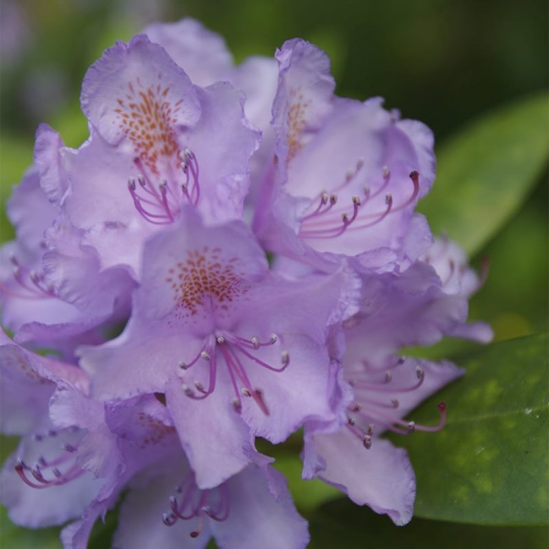 Puistoalppiruusu Rhododendron Catawbiense