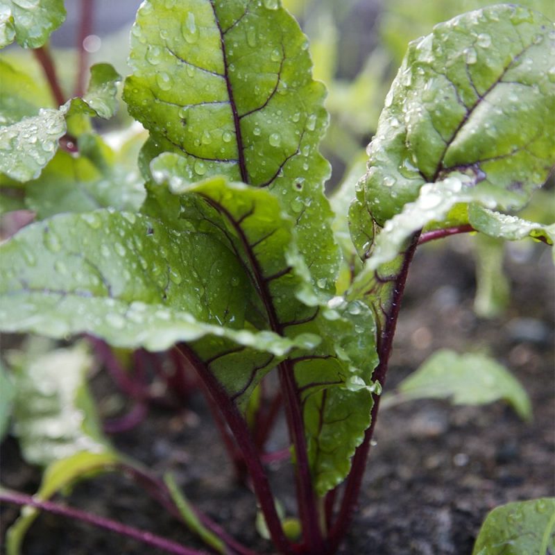 Punajuuren Beta vulgaris var. Flavescens lehdet