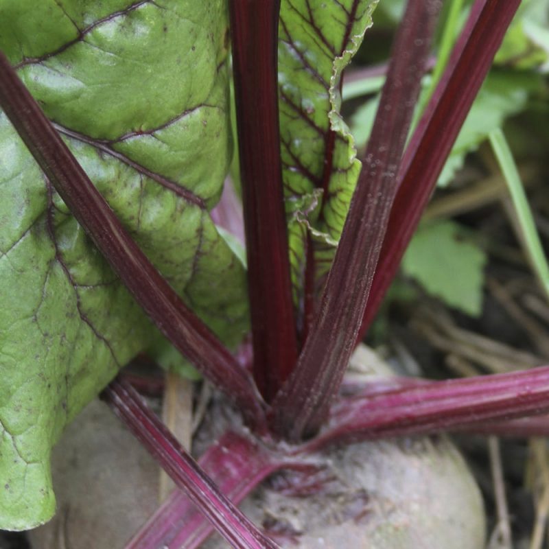 Punajuuri Beta vulgaris var. Flavescens