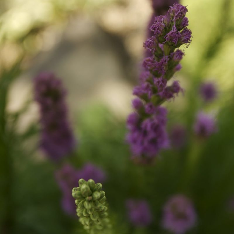 Punatähkä Liatris spicata