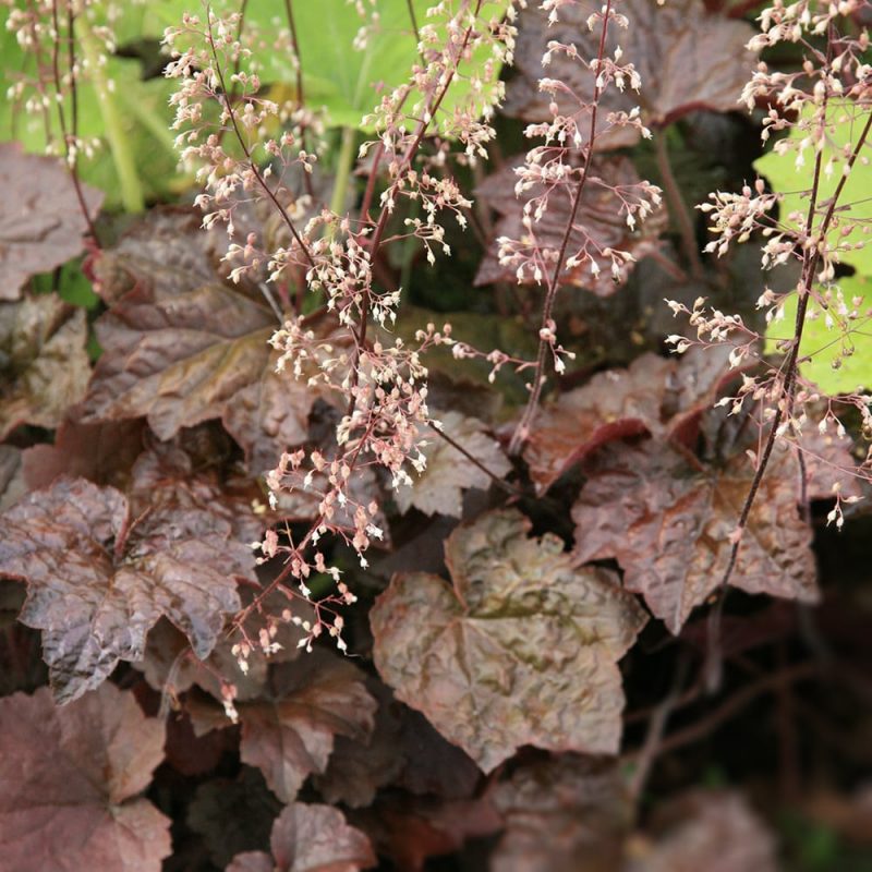 Purppurakeijunkukka Heuchera micrantha 'Palace Purple'