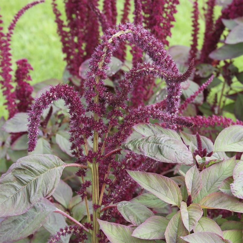 Purppurarevonhännän Amaranthus hybridus subsp. Cruentus kukinto