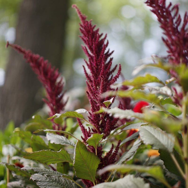 Purppurarevonhäntä Amaranthus hybridus subsp. Cruentus