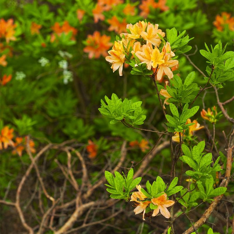 Revontuliatsalea Rhododendron Lights