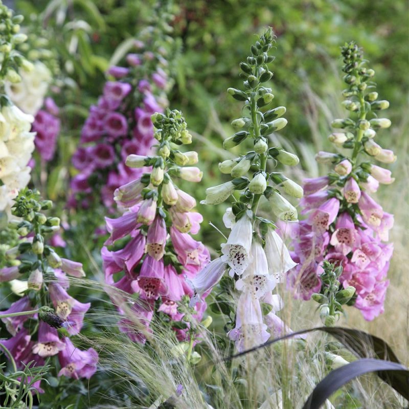 Rohtosormustinkukka Digitalis purpurea