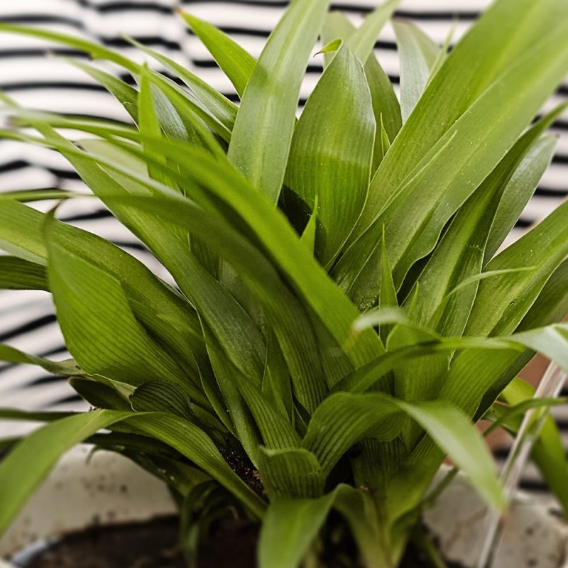 Rönsyliljat Chlorophytum, läheltä