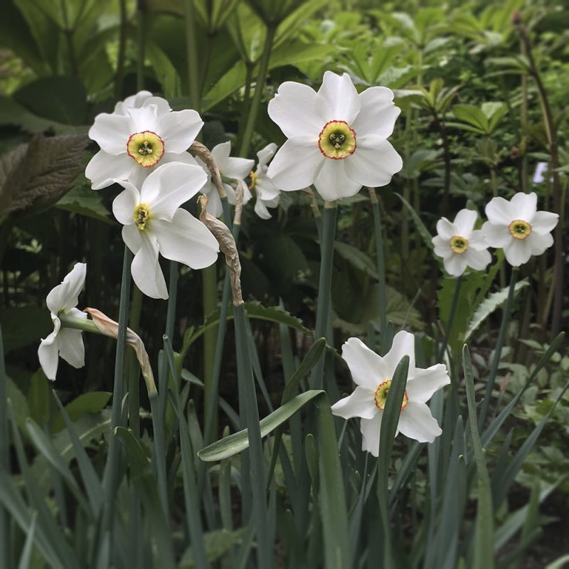 Runoilijanarsissi Narcissus poeticus