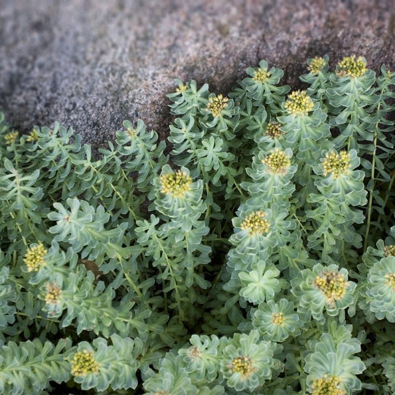 Ruusujuuri Rhodiola rosea