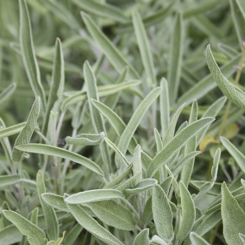 Ryytisalvia Salvia officinalis