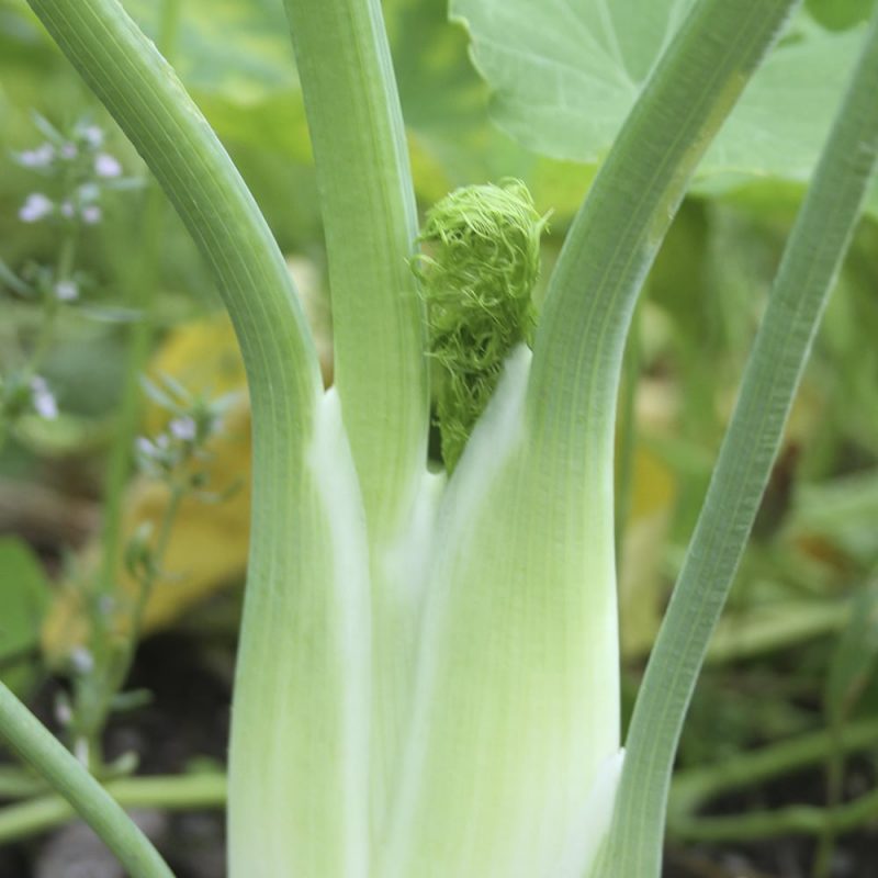 Salaattifenkoli Foeniculum vulgare var. Azoricum