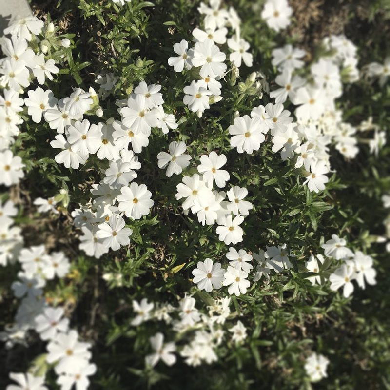 Sammalleimu phlox subulata valkoinen