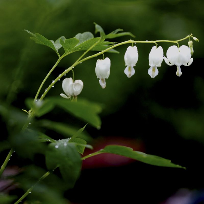 Särkynytsydän Lamprocapnos spectabilis