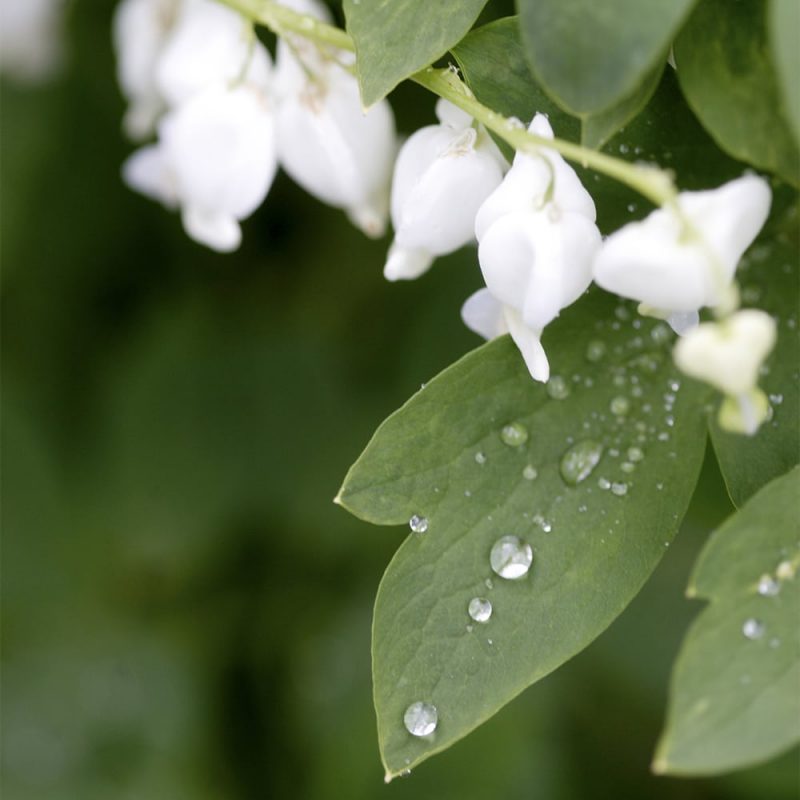 Särkynytsydän Lamprocapnos spectabilis kukat