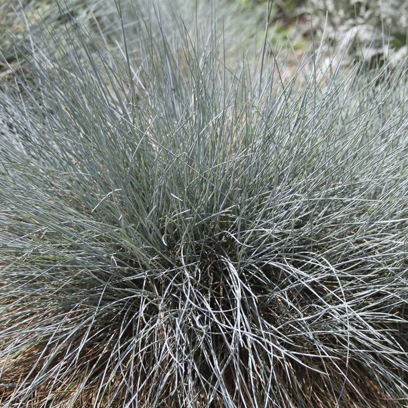 Sininata Festuca glauca elijah blue