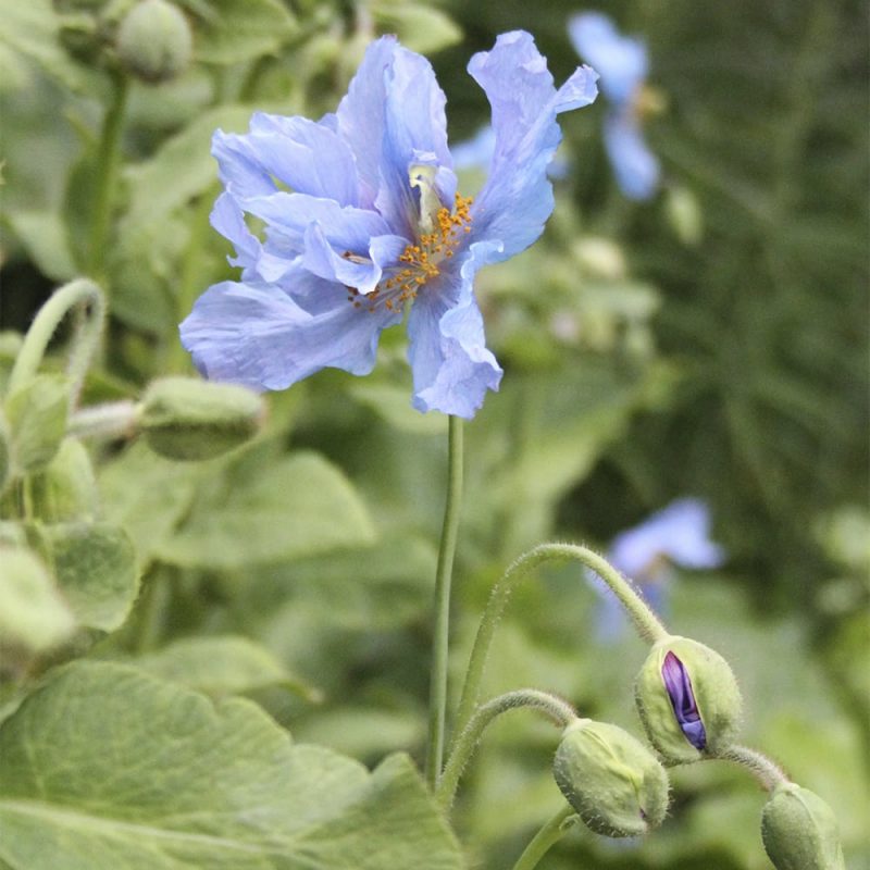 Sinivaleunikon Meconopsis betonicifolia kukka