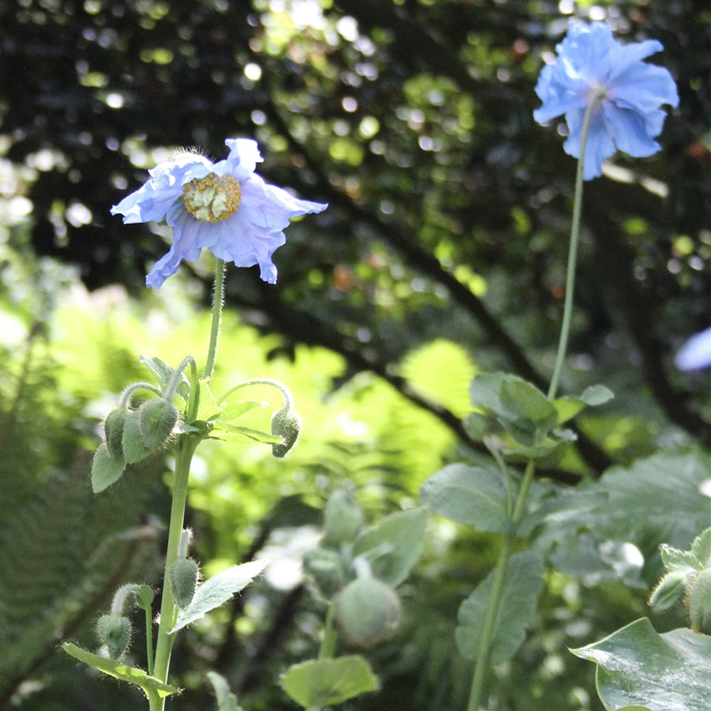 Sinivaleunikko Meconopsis betonicifolia