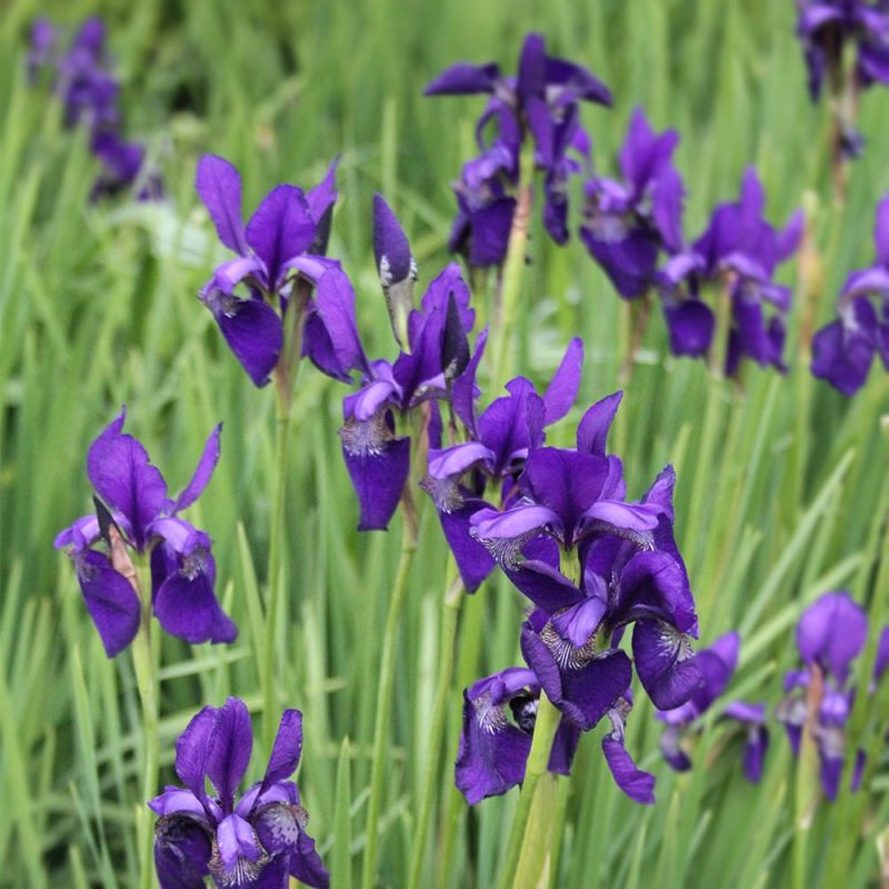 Siperiankurjenmiekka Iris sibirica royal blue