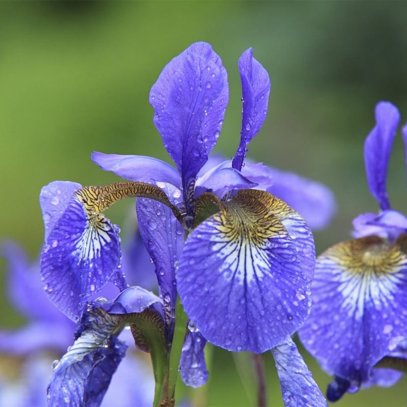 Siperiankurjenmiekan Iris sibirica kukka