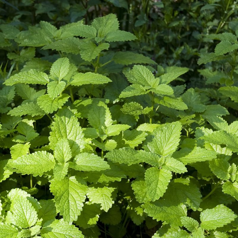 Sitruunamelissa Melissa officinalis