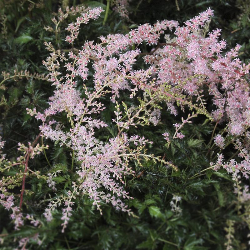 Sulkajaloangervo Astilbe simplicifolia sprite