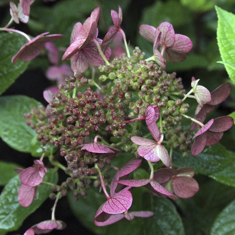 Syyshortensia Hydrangea paniculata 'Early Sensation'