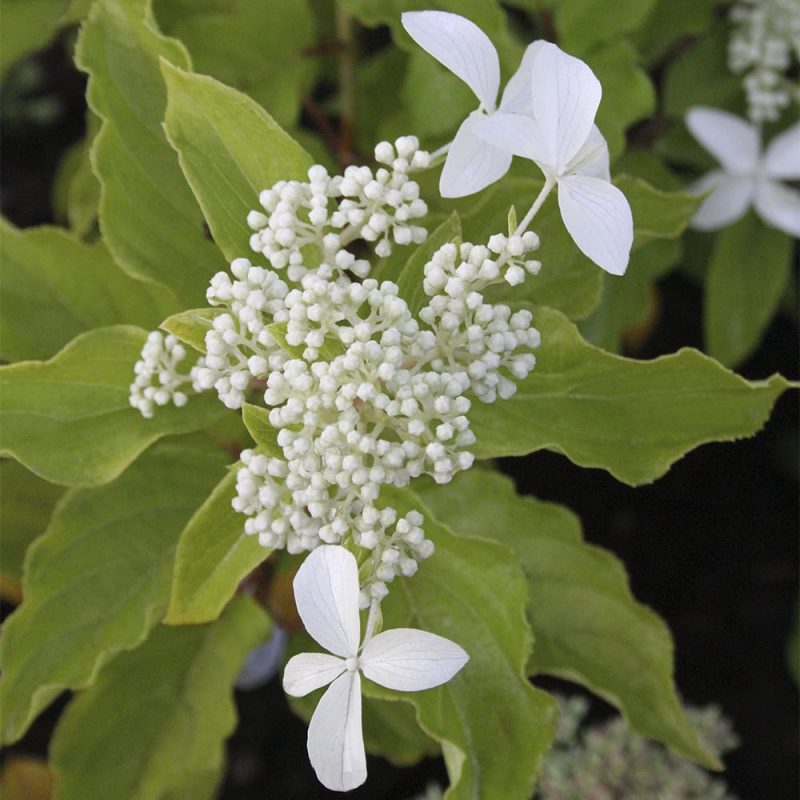 Syyshortensia Hydrangea paniculata 'Great Star'