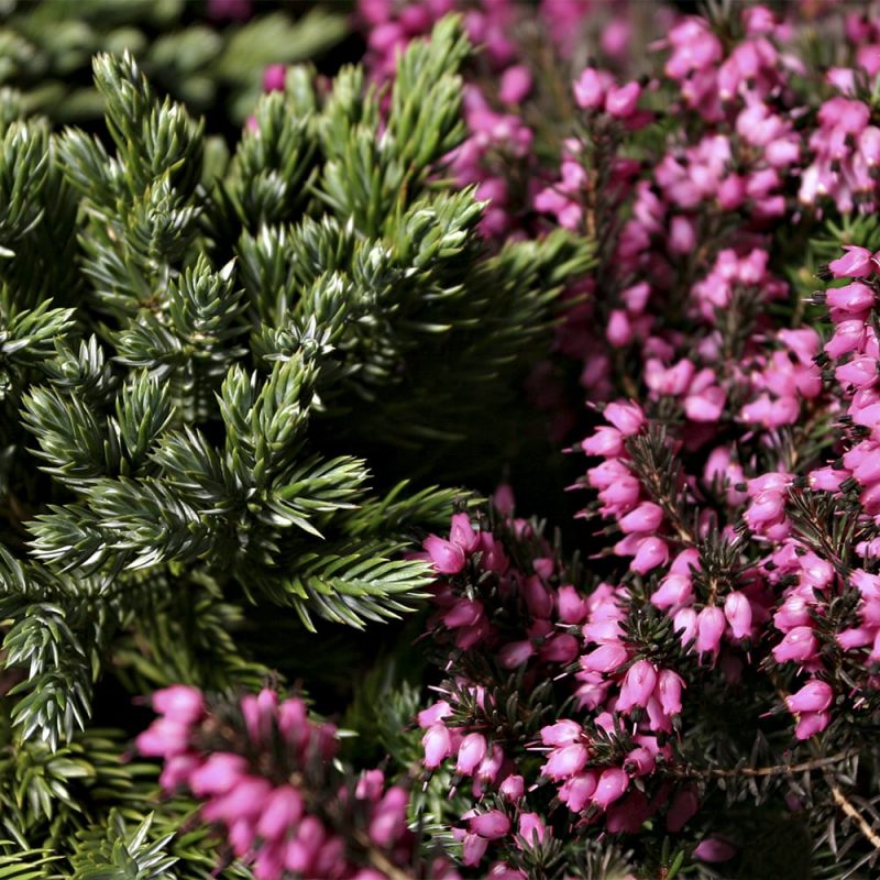 Syyskellokanerva Erica gracilis