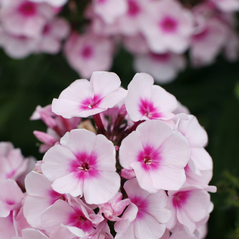 Syysleimu Phlox paniculata kukinto