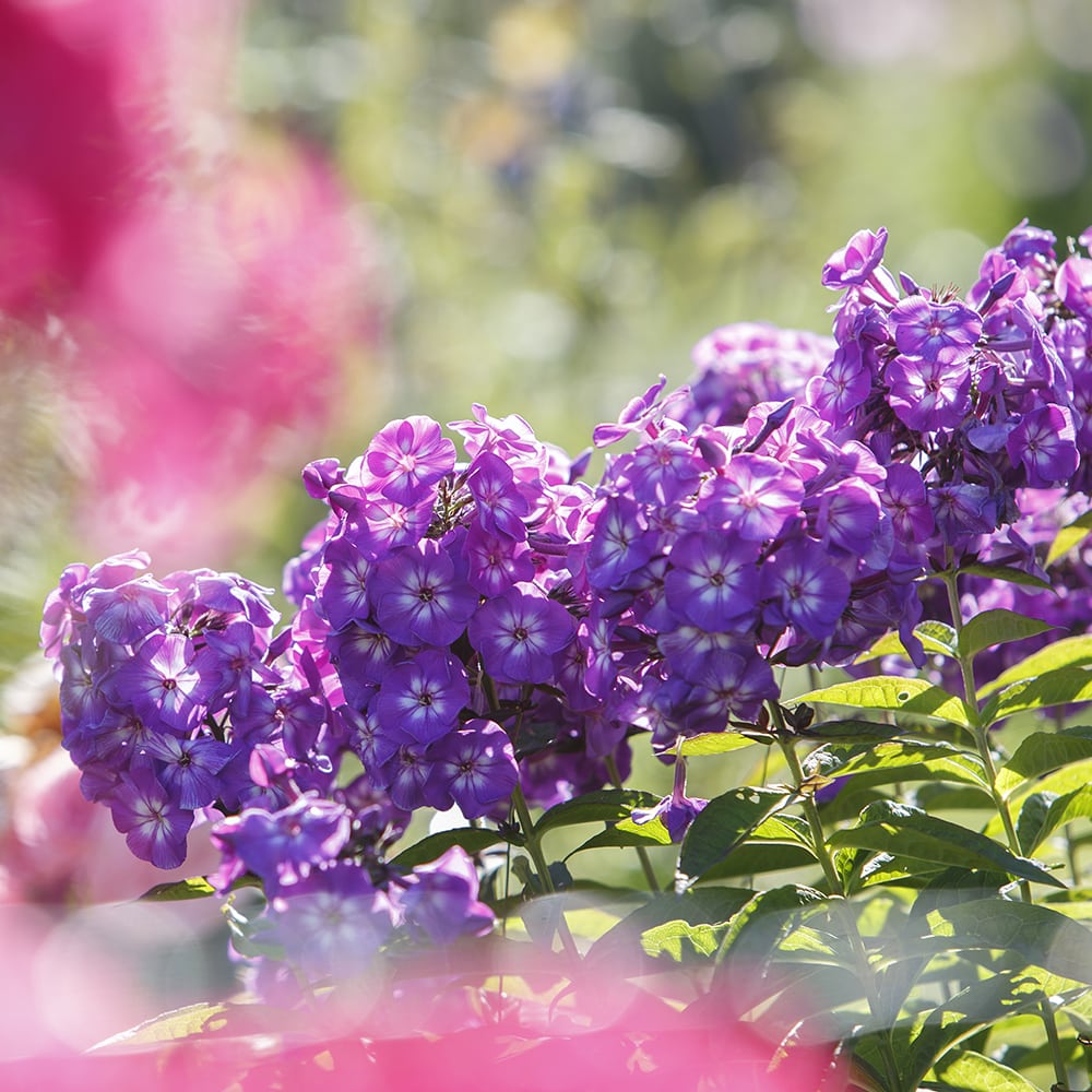 Syysleimu Phlox paniculata