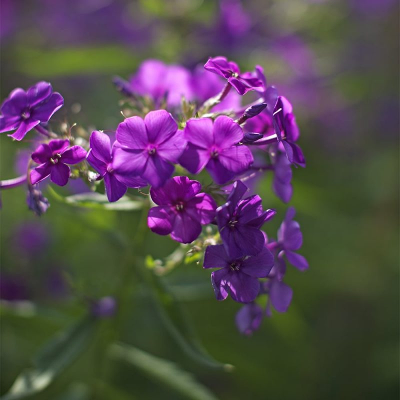 Syysleimu Phlox paniculata violetti