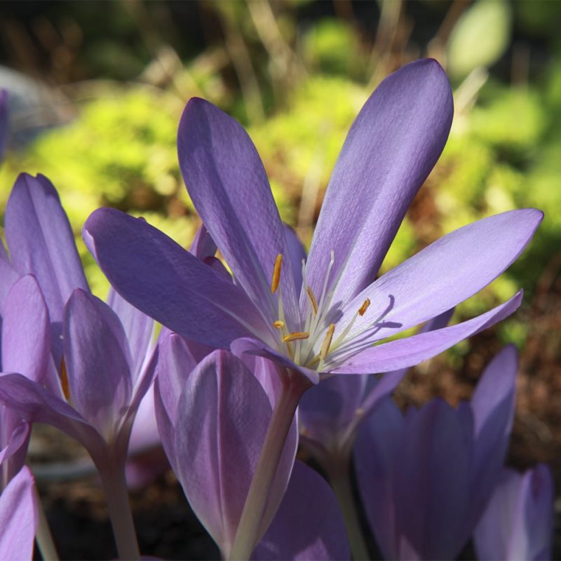 Syysmyrkkylilja Colchicum autumnale