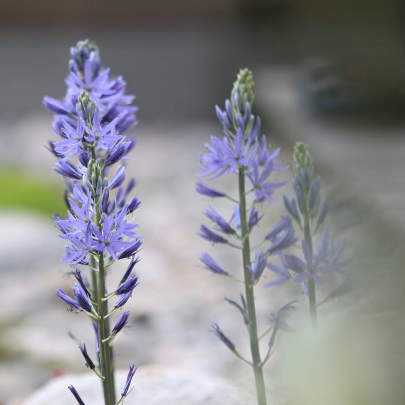 Tähtihyasintin Camassia kukka