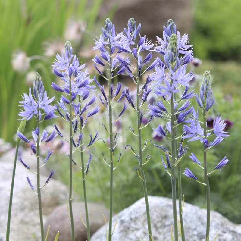 Tähtihyasintit Camassia