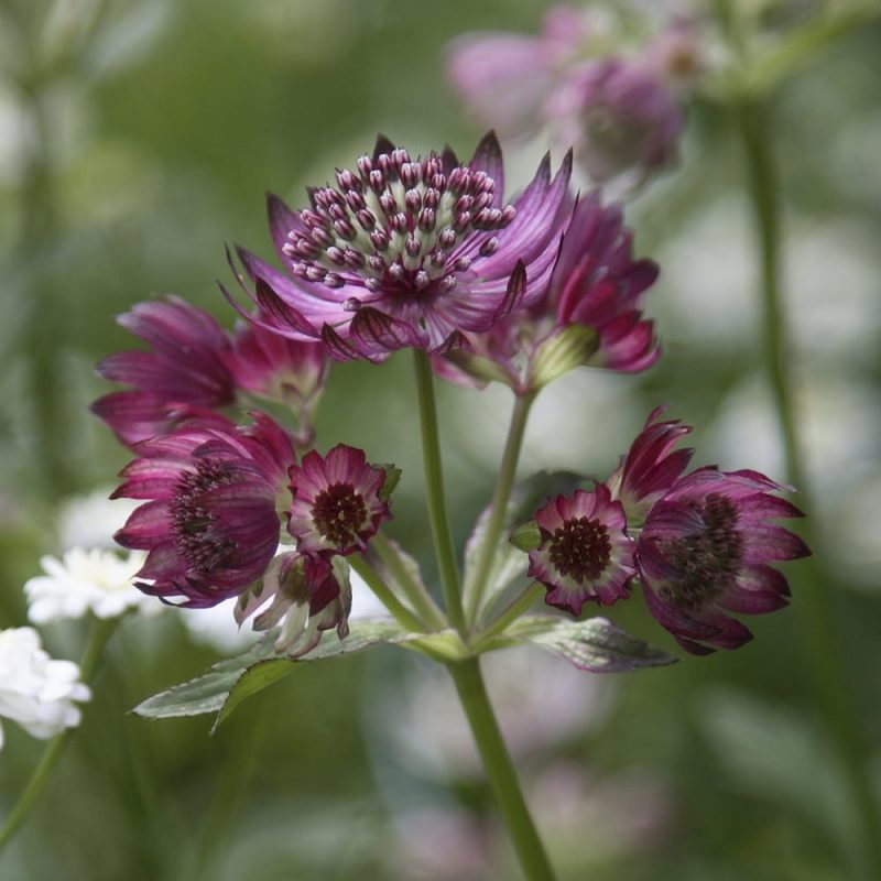 Tähtiputket Astrantia