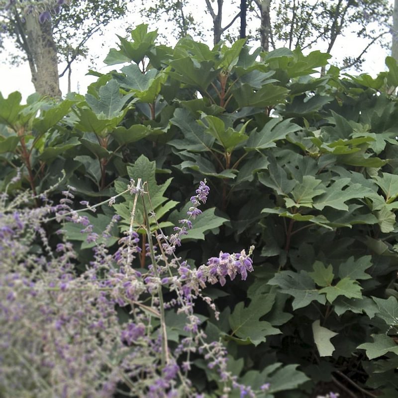 Tammihortensia Hydrangea quercifolia