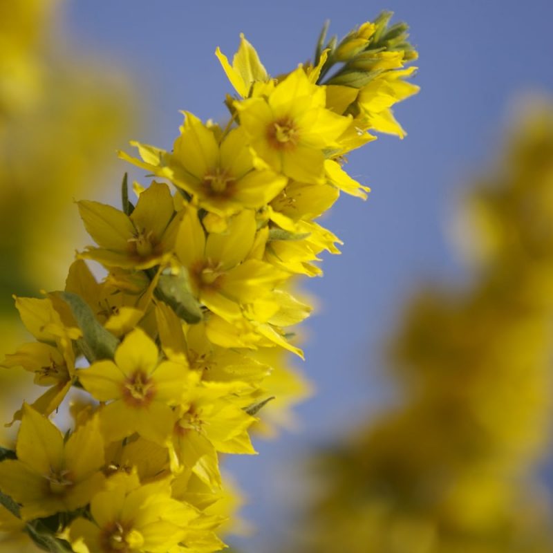 Tarha-alpi Lysimachia punctata keltainen kukinto
