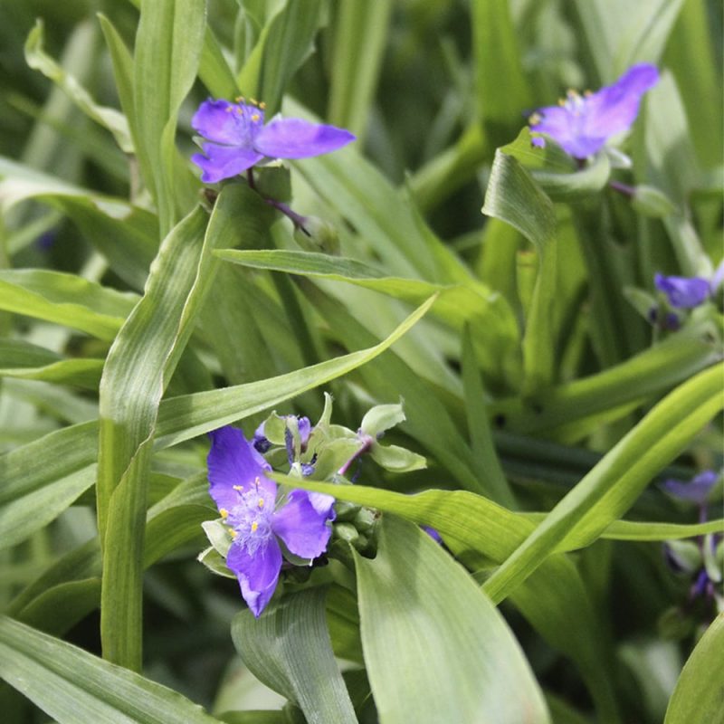 Tarhajuoru Tradescantia Andersoniana