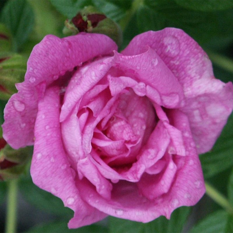 Tarhakurtturuusu Kurtturuusu Rosa rugosa