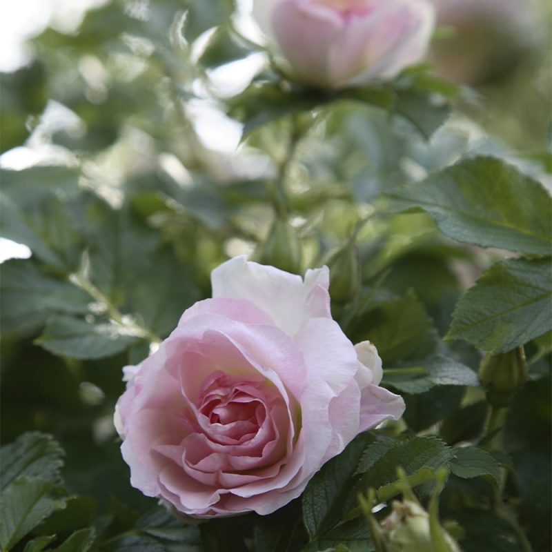 Tarhakurtturuusu Rosa ritausma kukka