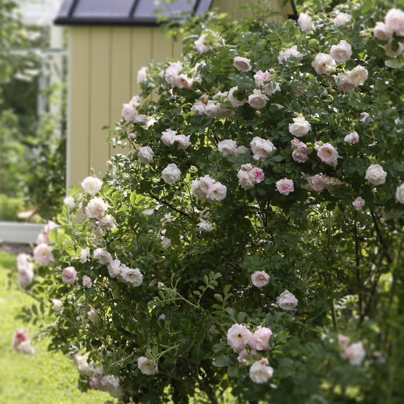 Tarhakurtturuusu Rosa ritausma pensas